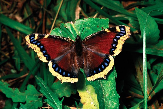 Mourning-cloak-butterfly.jpg