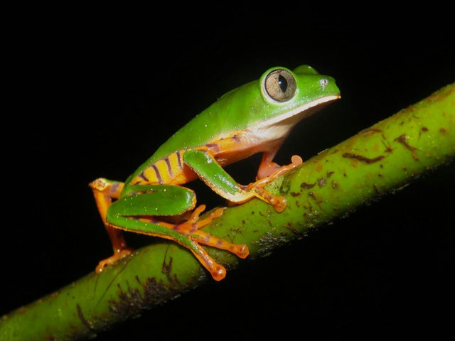 free-photo-of-katak-pohon-amazon-berwarna-warni-di-cabang.jpeg