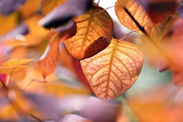 leaves-8962041_1280.webp