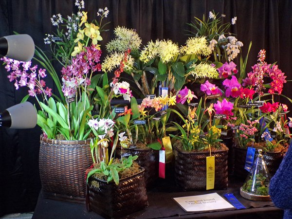 Orchid Show16 crop February 2020.jpg