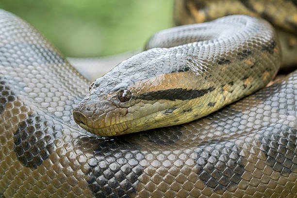 green-anaconda-snake-profile.jpg