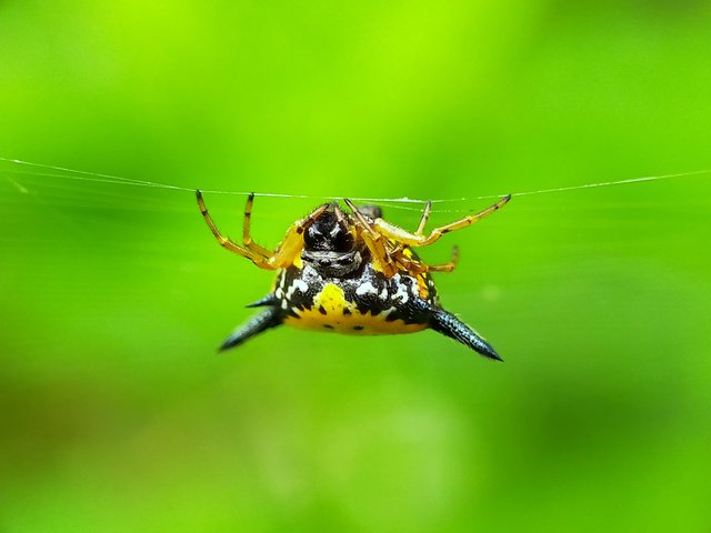 Horned Spider (3).jpg