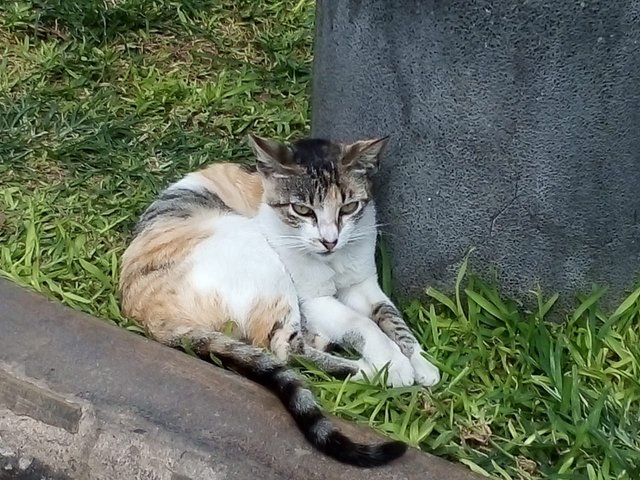 foto gato descansando.jpeg