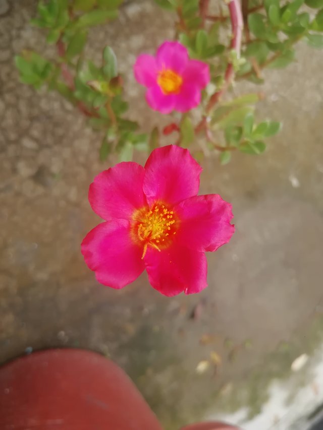 IMG_20210621_115458.jpg
