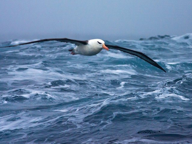 good-news-albatross-in-flight.jpg