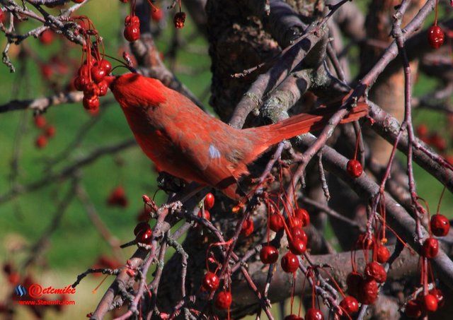 Northern Cardinal IMG_0195.JPG