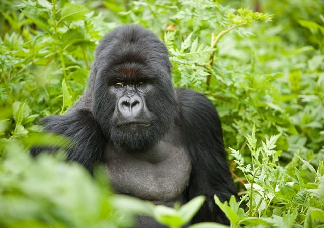 Is it Safe to See Gorillas in Rwanda.jpg
