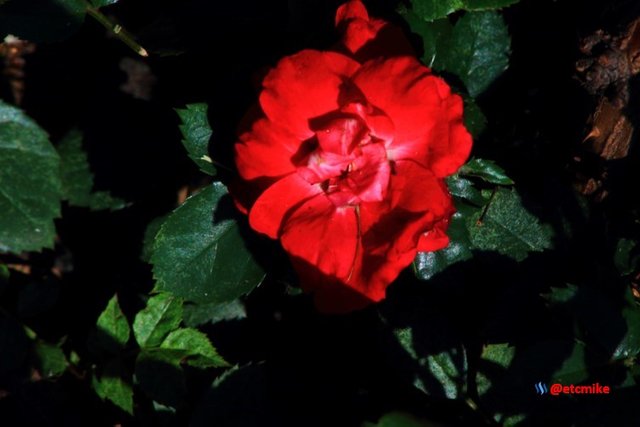 red rose M26_0021.JPG