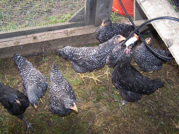 Broilers - nearly 2 months - waterer1 crop June 2019.jpg