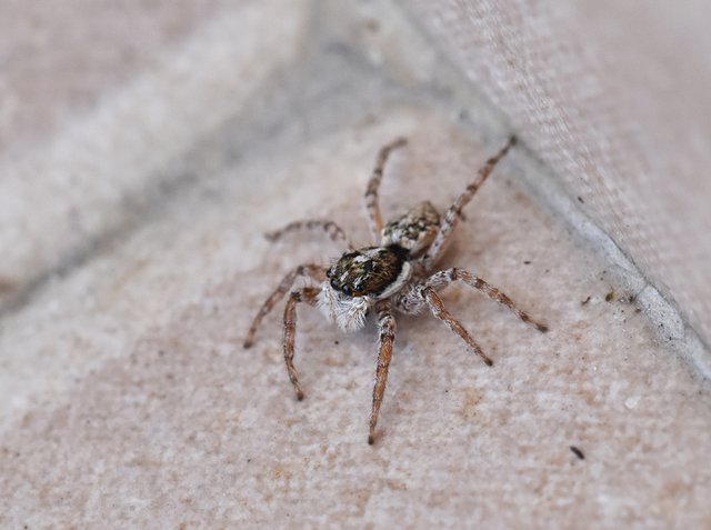 jumping spider balcony 1.jpg