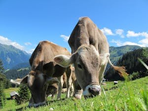 cows-cow-austria-pasture-sky-64231.jpeg