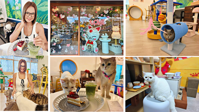 Matcha, Meows & a Little Magic at NDoo Café, Samut Songkhram 🇹🇭🐱🍵✨