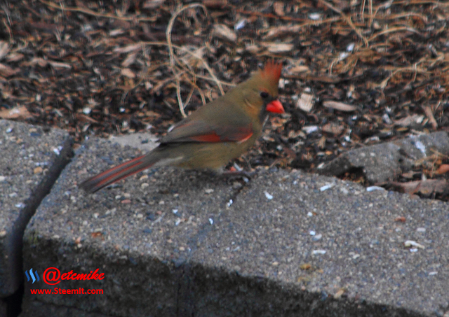 Northern Cardinal PFW16.png