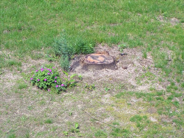 West Maple stump garden crop June 2019.jpg