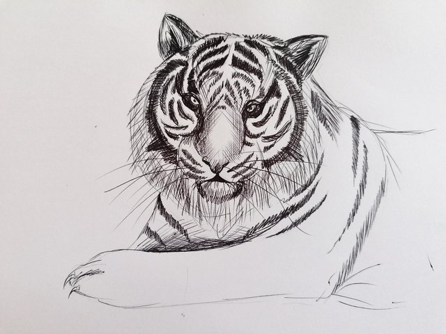 tiger pen (4).jpg