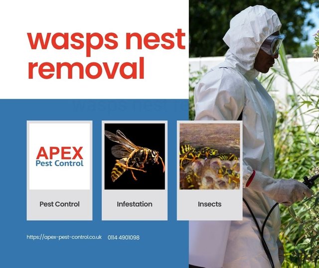 wasps nest removal.jpg