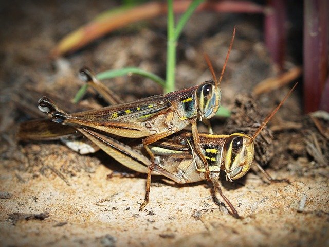 grasshoppersex.jpg