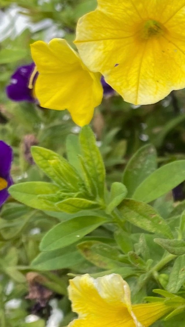 IMG_4976.jpeg