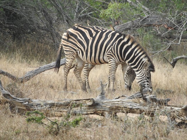 zebra (2).JPG