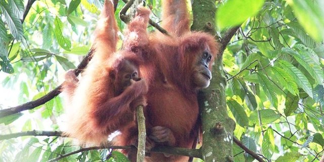 Orang-Utan-Sumatera.jpg