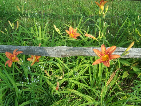 4th Fence - daylilies1 crop July 2018.jpg