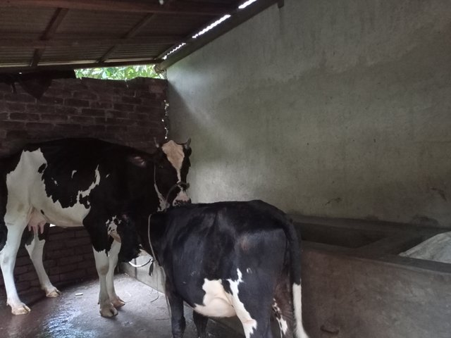 IMG20250729181014.jpg