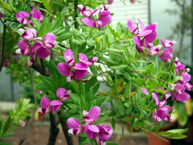 Polygala_myrtifolia_(flowers)_-_Botanischer_Garten_Bonn.jpg