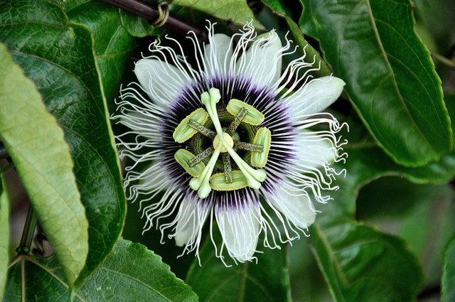 passiflora-588757_960_720.jpg