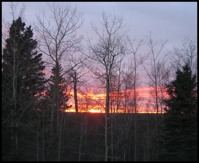 Sunsetting brilliant colors shine through spruce and poplar tree silhouettes 2.JPG