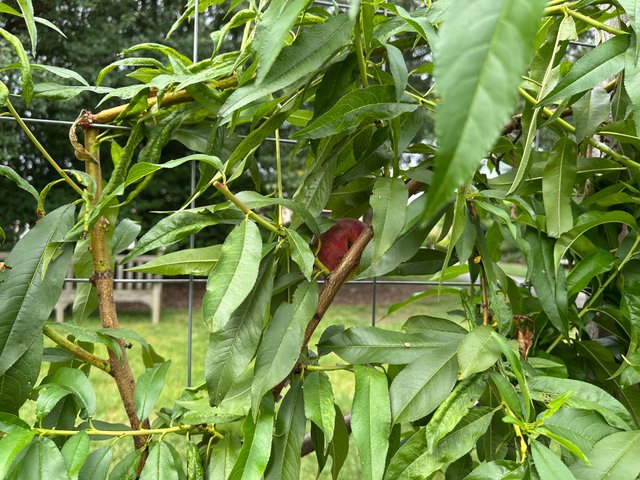 IMG_5490.jpeg