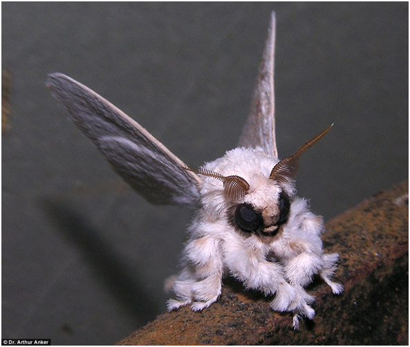 venezuelan poodle moth plush