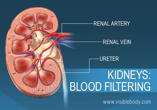 7B-Kidneys-Blood-Filtering.jpg