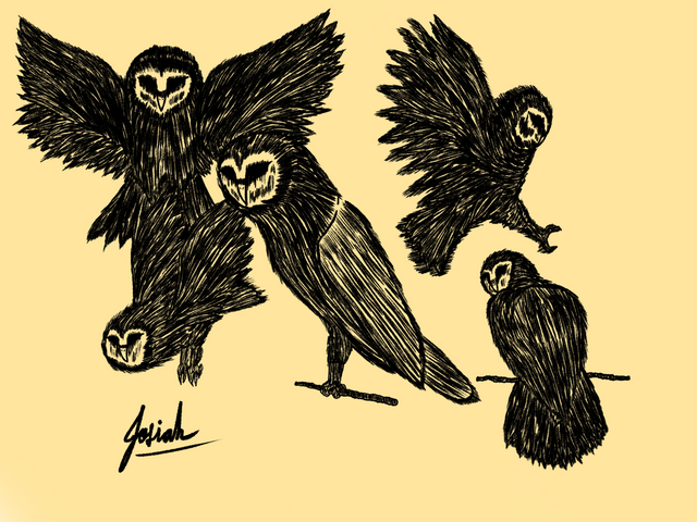 Owl drawing practice.png