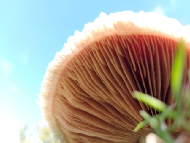 mushroomInGrass3.jpg