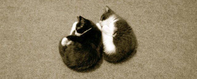 monochrome kittens.jpg