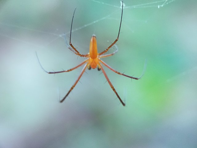 Nephila Pilipes (8).jpg