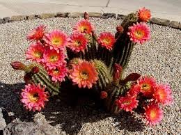 red cactus.jpg