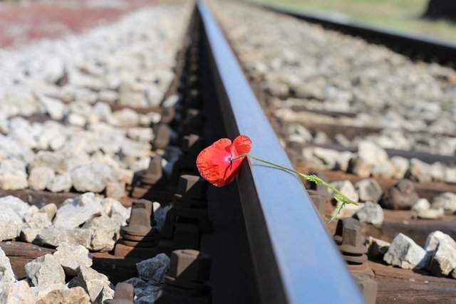 red-poppy-on-railway-3414256_1280.jpg