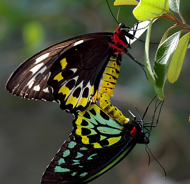 imagenes-mariposa-alas-de-pajaro-2.jpg