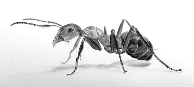 ant-pencil-drawing.jpg