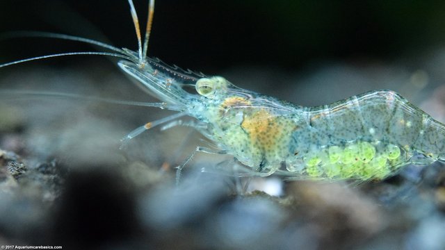 female-ghost-shrimp-berried.jpg