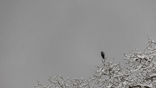 2018-11-20-Crow-on-snowy-Tree-01.jpg
