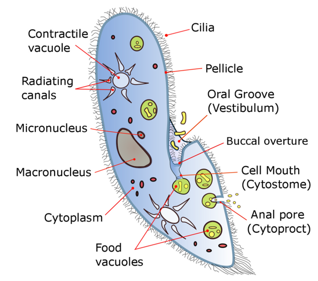 679px-Paramecium_diagram.png