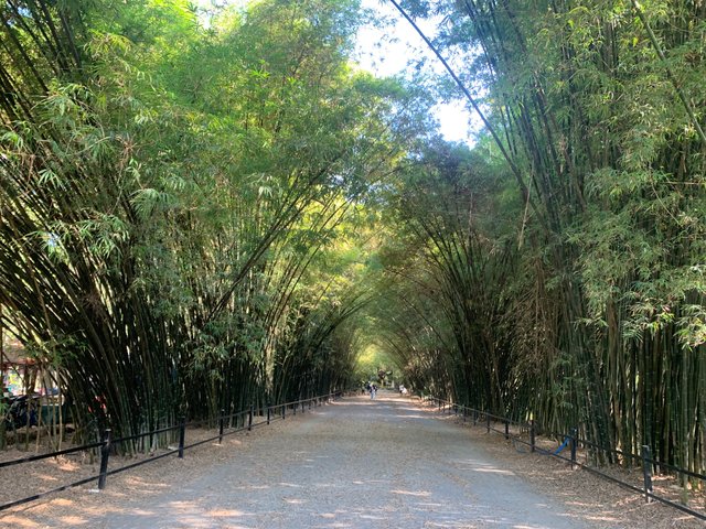 Bamboo Tunnel22.jpg