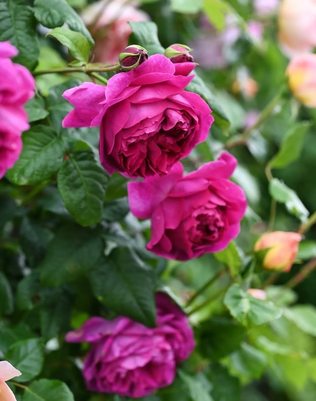 IMG_20250909_195705.jpg