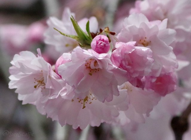 cherry blossoms sunscape.jpg