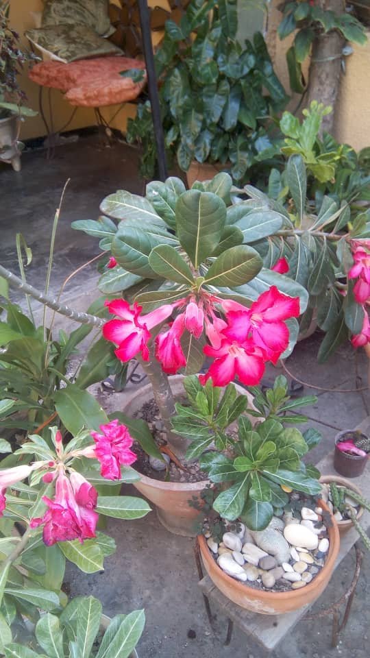 foto5.jpg