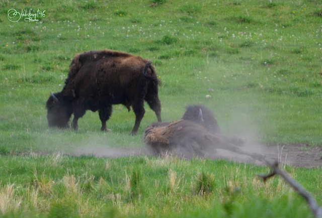 wood bison2.jpg