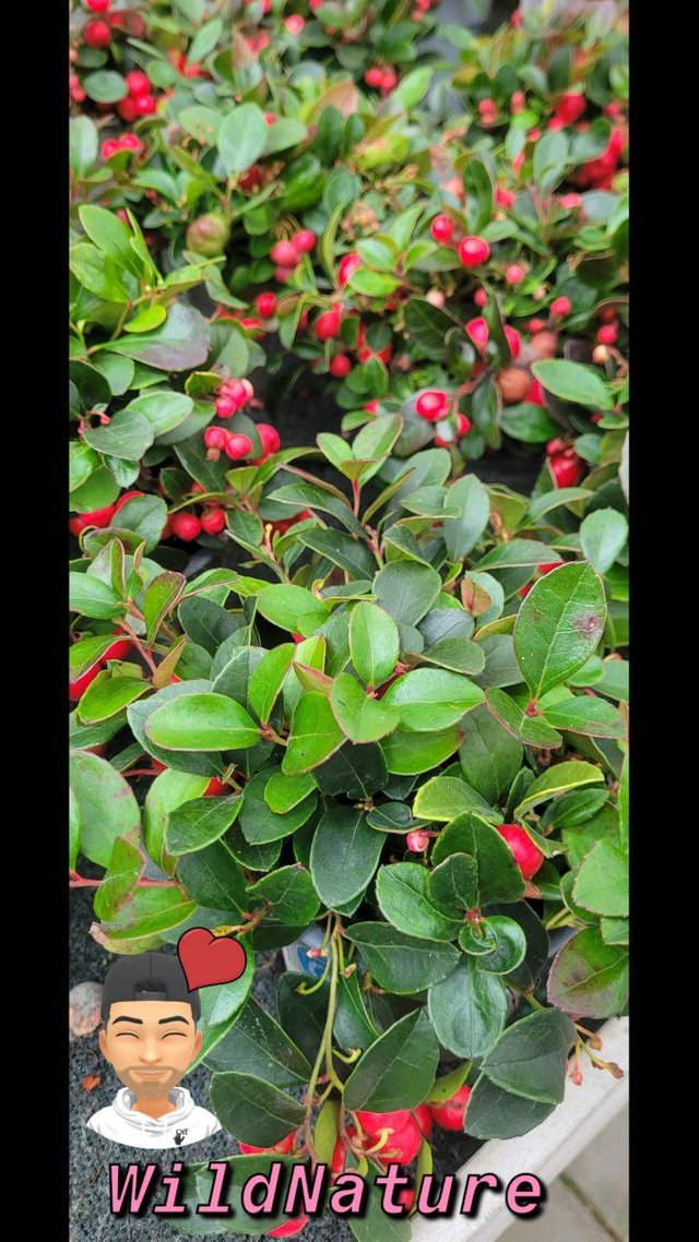 Gaultheria 2.jpg