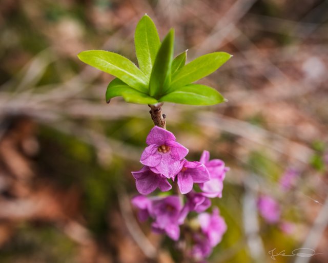 2019-03-11-Daphne-mezereum-Seidelbast-02.jpg